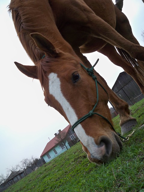 Rudziutki