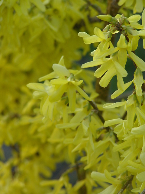Forsycja