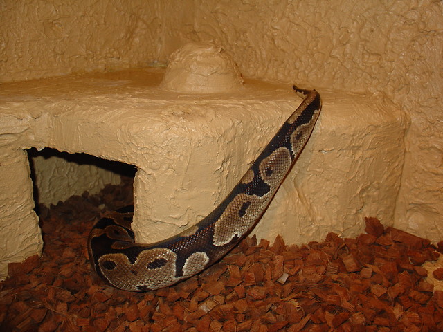 seek and hide