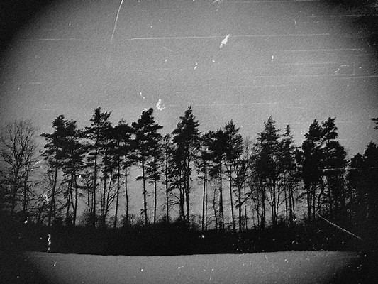 forest