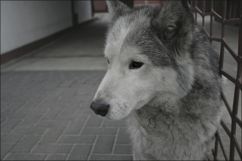 Tigru