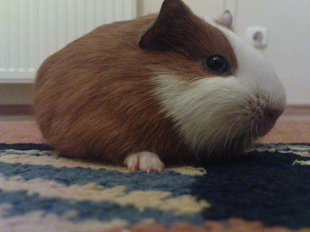 Misiu 