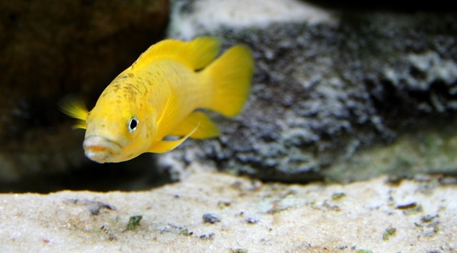 Rybcia