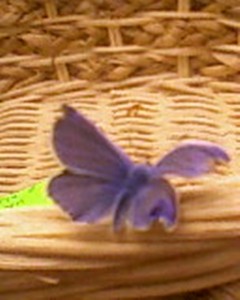 motyl...