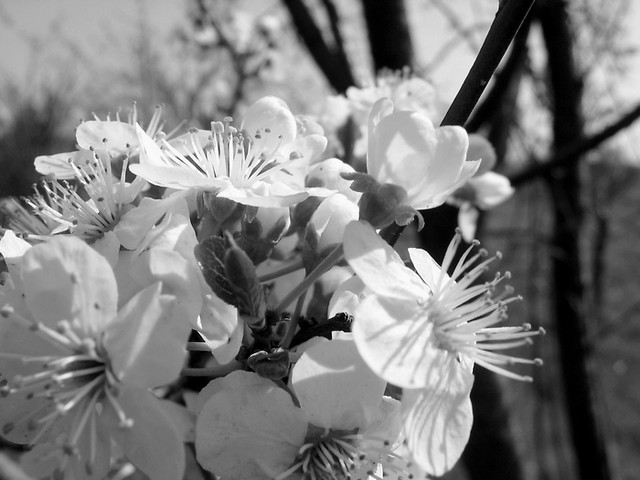 mirabelle plum