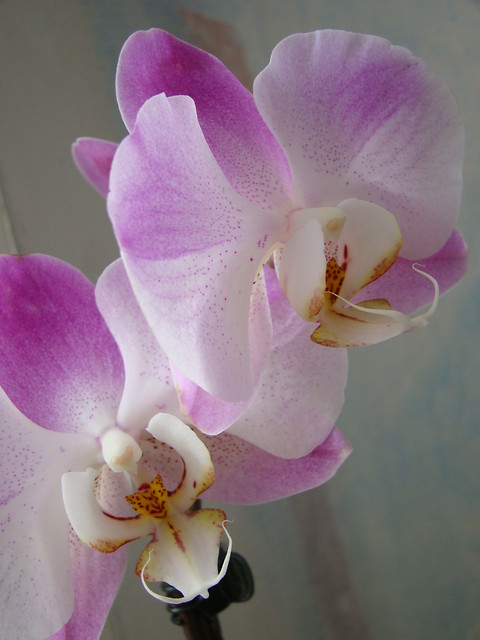 Phalaenopsis egzaminowy