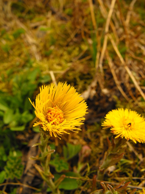 Podbia