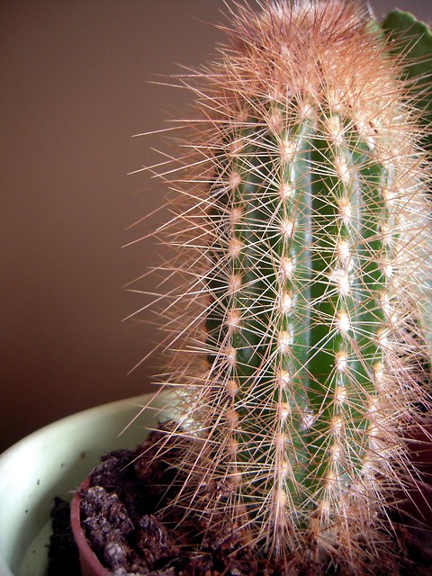 Kaktus.