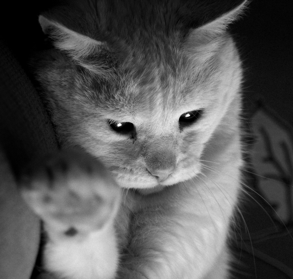 Gandalf Biay/Filemon.