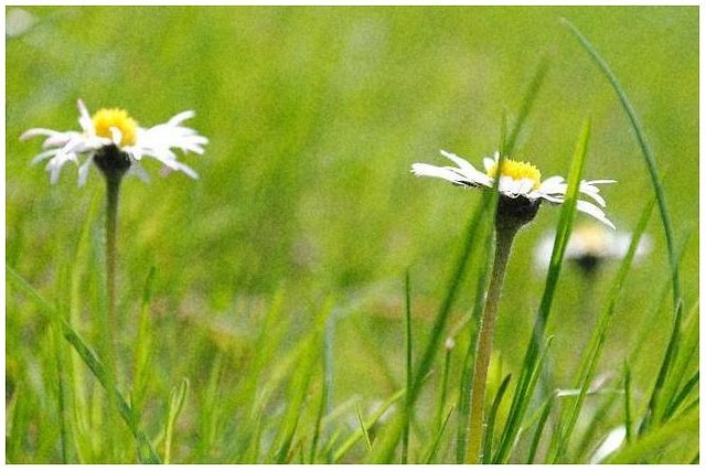 Bellis.
