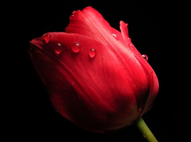 Red Tulip