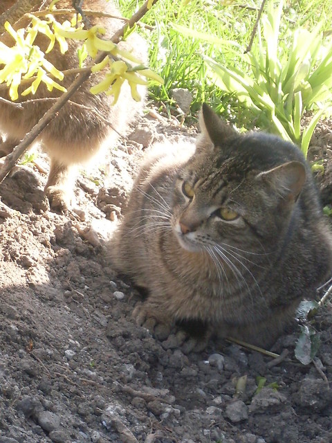 Kicie kochane :)):***