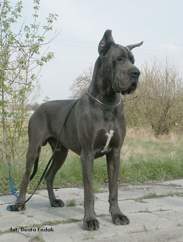 DOG NIEMIECKI