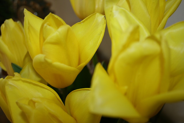 tulipany