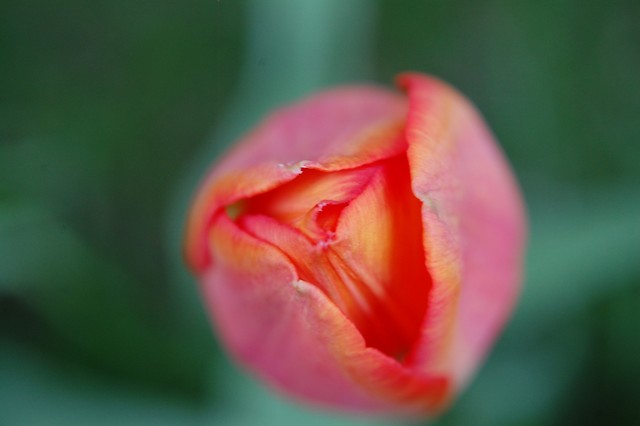 Tulipan!!