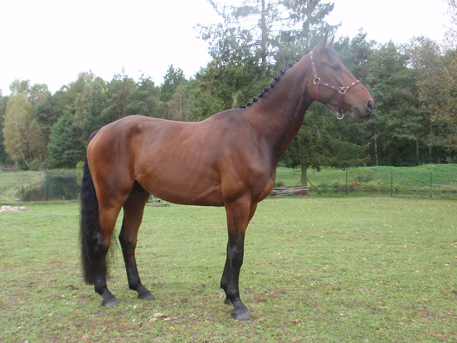 Lasio,