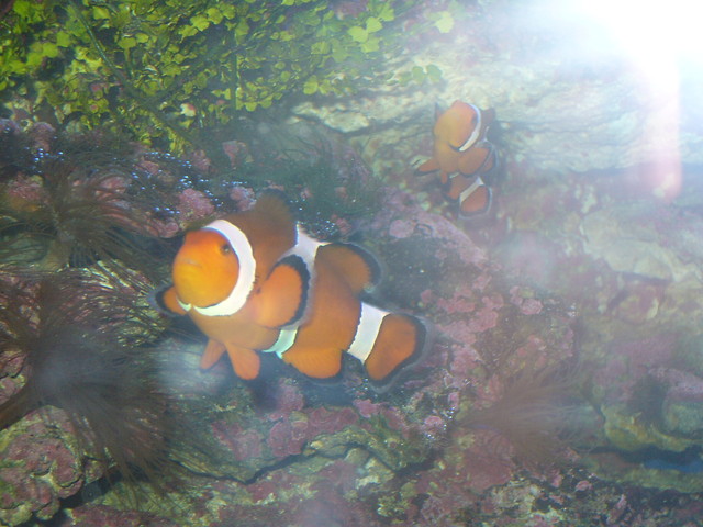 NeMo ;D