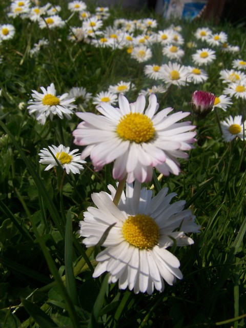 Pyszne