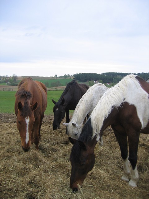 Tardzia, Duga, Matt i Pirun;-D