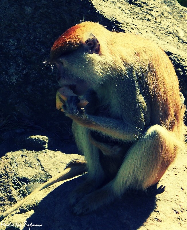 Zoo.
