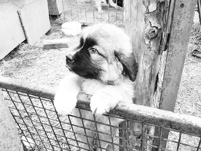 `Mj kochany piesek Maxio....;**