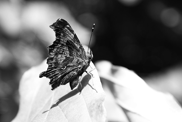 Motyl