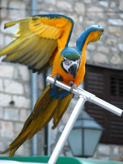parrot