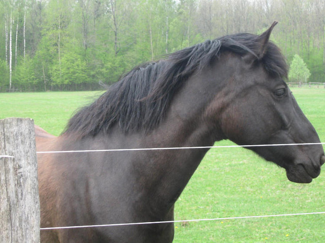 ; * *  horse 
