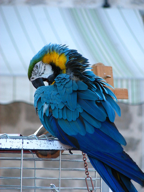  parrot II