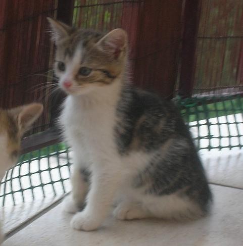 maa Furia :)