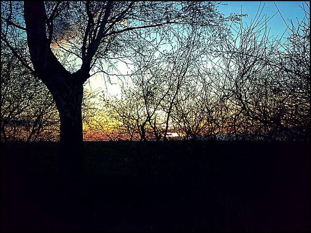 wierzbowa.