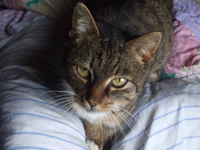 Kotek 