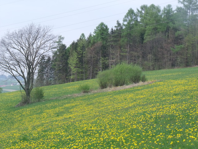 Mniszek, mlecz, dmuchawiec