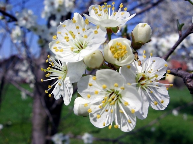 mirabelle plum flowers