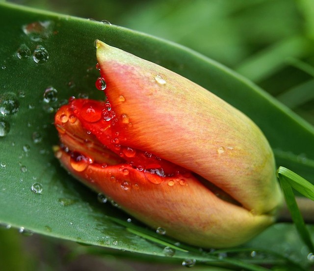 Tulipanowy dzikusek