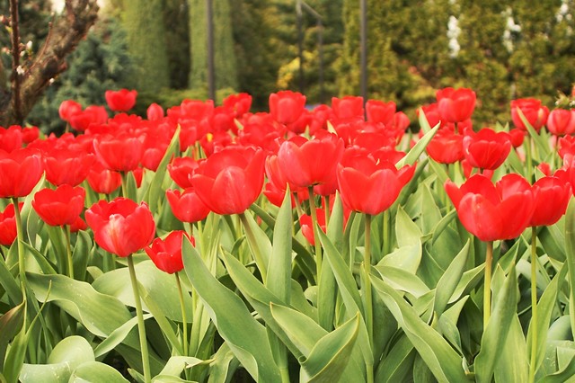 Spring time