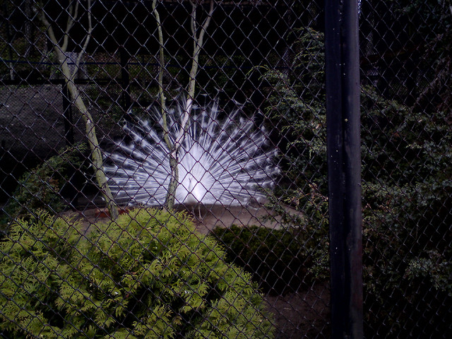 w zoo