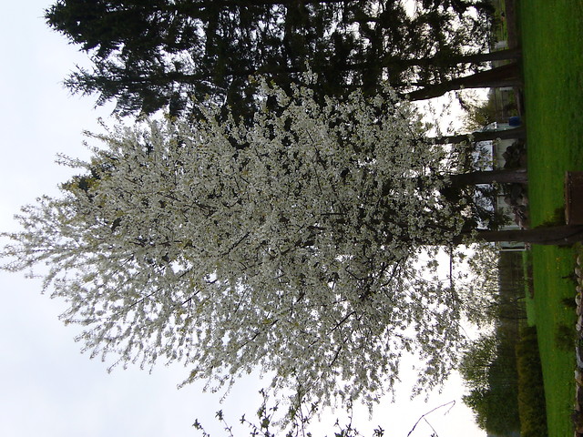 winia
