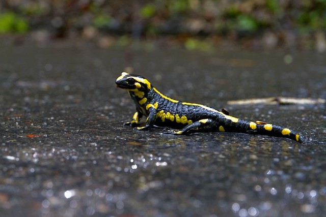salamandra plamista