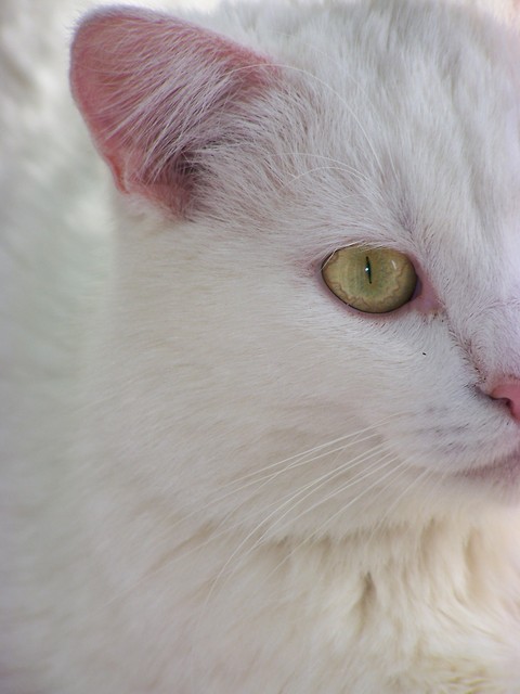 This is my Cat.