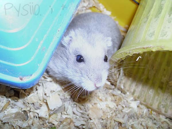 pysiio ♥ 