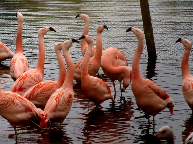 Flamingi