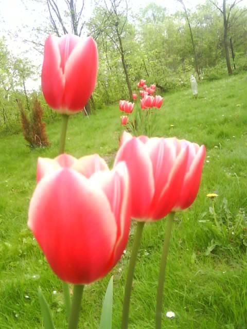 Tulipany:)