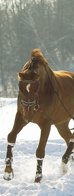 piknoszek