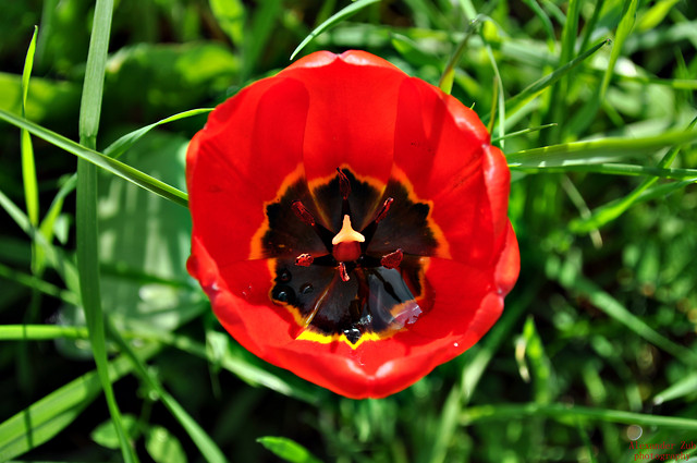 spring.
