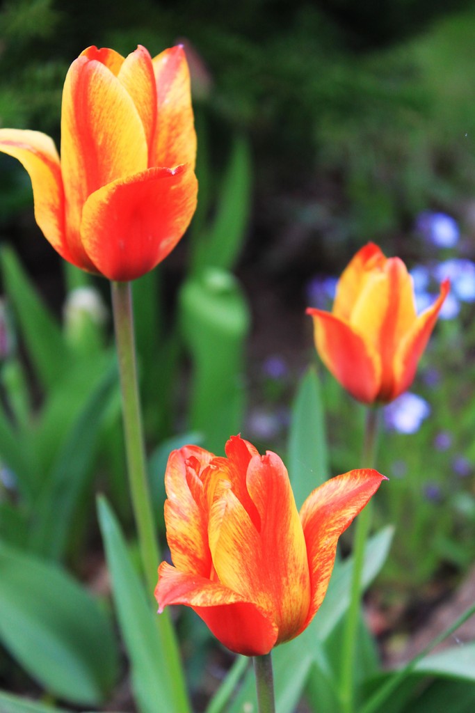 tulipanka ? ;D