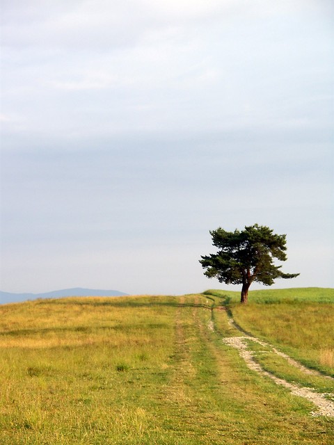 Samotne drzewo