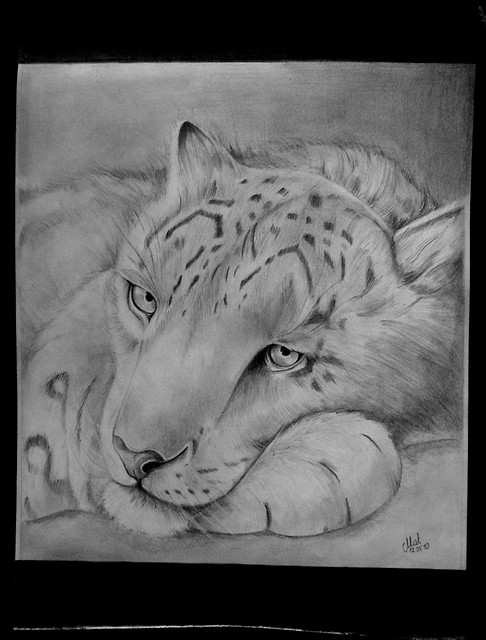tiger