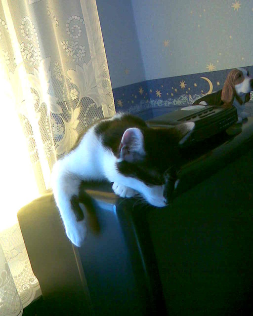 Waam;(