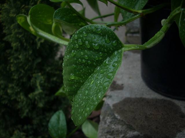 Kropelki ;p